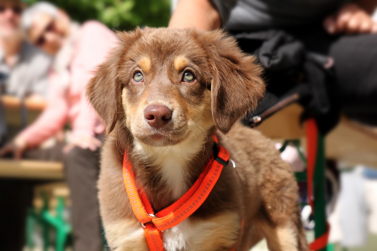 accessoires pour chien